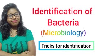 Identification of Bacteria MICROBIOLOGY [upl. by Letsyrk179]