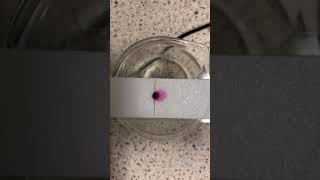 Migration of ions potassium manganate vii [upl. by Fitzpatrick]