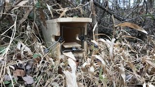 Simple Box Traps Mink Box [upl. by Cello594]