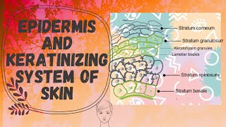 Epidermis and the Keratinization Process Cosmetic Line  cosmeticline  cosmetic  beauty [upl. by Kilby]