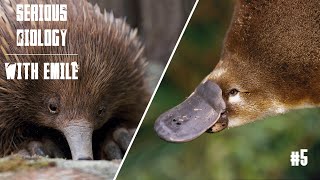 Platypus and echidna egglaying mammals  Serious Biology 5 [upl. by Stoller]