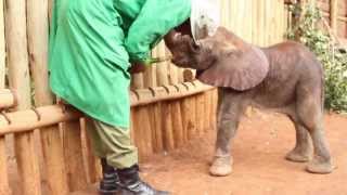 THE RESCUE OF KAMOK  Sheldrick Trust [upl. by Aillimac264]