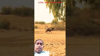 jaslmer automobile jaisalmer travel love desert sunset villagelife funnyrajasthanilife [upl. by Colner]