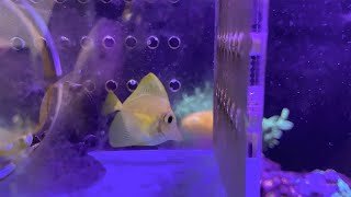 Introducing a Biota Yellow Tang Into Established Tank Fail [upl. by Mort734]