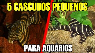 5 CASCUDOS PEQUENOS para AQUÁRIOS [upl. by Forrer617]