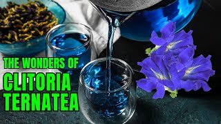 Fascinating Facts about Clitoria Ternatea [upl. by Adele]