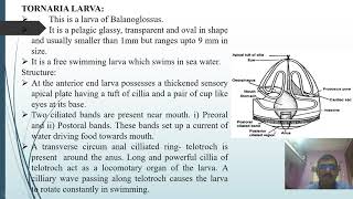 Tornaria Larva and Metamorphosis [upl. by Llenrahc]