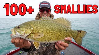 Smallmouth Bass Fishing on Lake St Clair  Catching 100 Fish [upl. by Manfred517]