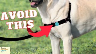 Why NoPull Harnesses Might Harm Your Dog And What to Use Instead [upl. by Nymrak]