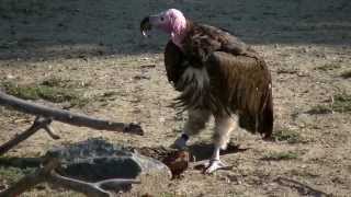 Lappet Faced Vulture Freaky Eyes Denver Zoo [upl. by Lemrej78]