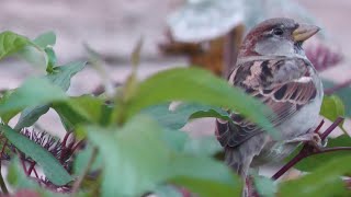 House Sparrow  A Common Bird With A Dark History  Halloween Edition amp PAL Program [upl. by Ahsiliw]