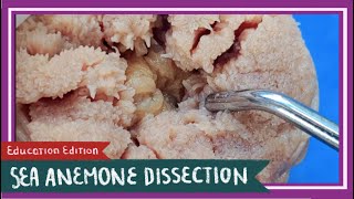 Sea Anemone Dissection  Finding Nemo EDU [upl. by Arissa610]