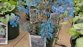 Brunnera Silver Heart amp Sterling Silver Siberian Bugloss plus Corydalis Porcelain Blue [upl. by Cinamod]