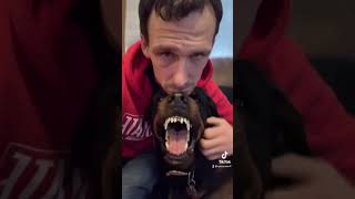 Rottweiler growls during petting [upl. by Neret]