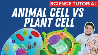 Comparing Plant Cell and Animal Cell SCIENCE 7 QUARTER 2 MODULE 3D WEEK 4 [upl. by Wolram86]