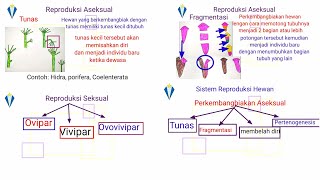 Reproduksi Hewan Kelas 9 [upl. by Pellegrini682]