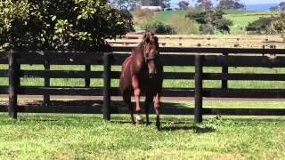 Red Giant Worlds Fastest Horse over 2000m [upl. by Suter]