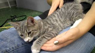 Jacob  4 month old gray tabby male kitten  Peninsula Humane Foundation  PetCo [upl. by Hyps104]