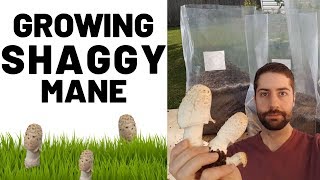 Growing Shaggy Mane Mushroom Coprinus comatus [upl. by Htebilil114]