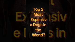 🔝Top 5 most expensive💰 dog in the world 🐕 shorts viral youtubeshorts dogs [upl. by Azelea949]