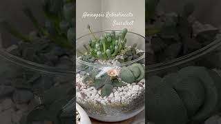 Aloinopsis Rubrolineata Succulent [upl. by Ydissak]