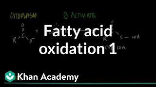 Fatty Acid Oxidation  Part I [upl. by Meta446]