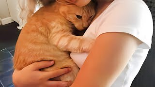 Cute Cats Have The Most Special Relationship With Their Owner BFFs  Cute Cat Moments [upl. by Anairdna370]