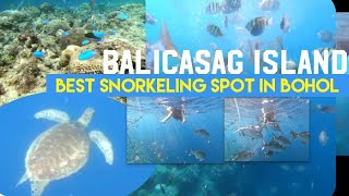 snorkeling balicasagisland boholphilippines SNORKELING IN BALICASAG ISLANDBOHOL🇵🇭HOLIDAY2023 [upl. by Remark608]