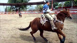 Precioso caballo charro RIENDA COMPLETA DE CALA en venta [upl. by Hnad975]