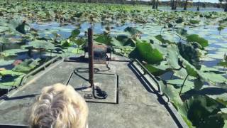 Reelfoot Lake Boat Tour [upl. by Dickman]