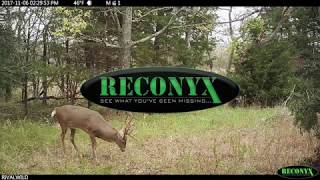 Howto  get better Reconyx trail cam photos  HUMANIMAL [upl. by Niamert286]