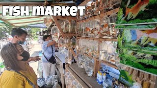 Ornamental Fish Market  Philippines [upl. by Ybab875]