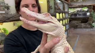 Albino Alligator Valentines Unboxing 😱 [upl. by Gerick]