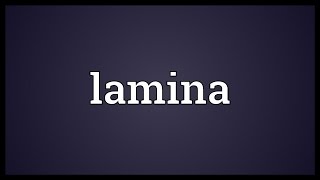 Lamina Meaning [upl. by Cassy]