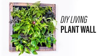 How to Make a Living Plant Wall DIY [upl. by Giltzow]