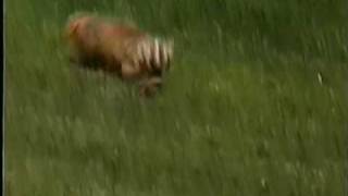 Badger hunting prairie dogs [upl. by Kreg]