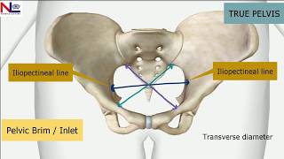 Maternal Pelvis  Female True Pelvis Bones Joints Diameters 3DExplanation  Nursing Lecture [upl. by Leta]