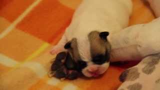 French Bulldog Puppies first Week  Französische Bulldoggen Welpen  1ste Woсhe  щенки [upl. by Eylrahc495]