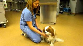 Cavalier King Charles with syringomyelia [upl. by Theurich]