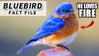 Bluebird Facts Learn about BLUEBIRDS  Animal Fact Files [upl. by Kaycee643]