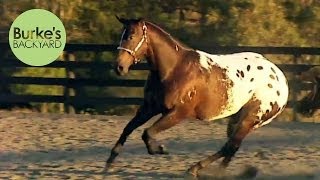 Burkes Backyard Appaloosa Road Test [upl. by Konyn]