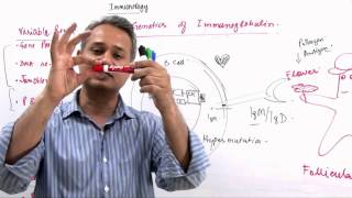 Immunology Lecture 11 Part 8 Genetics of Immunoglobulin Diversity [upl. by Kimmel883]