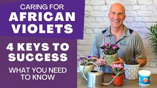 Care Tips for AFRICAN VIOLETS  4 Keys to Success What You Need to Know About African Violet Care [upl. by Yelsiap282]