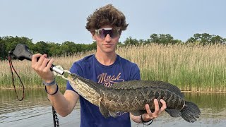 Snakehead fishing  Upper Chesapeake Bay [upl. by Naujuj]