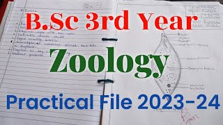 BSc 3rd Year Zoology Practical File 202324 [upl. by Reube345]