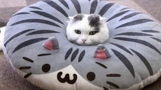 Cute Cats Doing Funny Things Compilation [upl. by Liane]