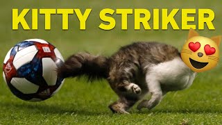 Cat Runs On Soccer Field amp Almost Scores a Goal [upl. by Namdor]