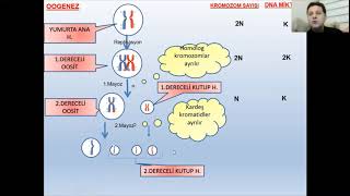 SPERMATOGENEZ OOGENEZ 10 SINIF ÇEBİ [upl. by Yesnyl]