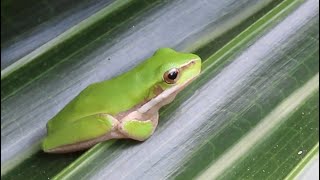 Eastern Dwarf Treefrog Litoria fallax [upl. by Timus845]