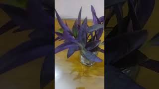 Purple Heart plant in watershortsvideo plants Mim Rahaman Vlogs [upl. by Nollid]